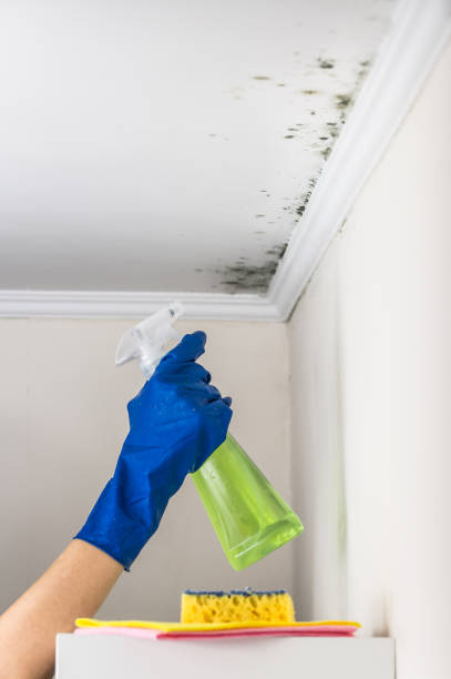 Best Post-Flood Mold Remediation in Catalina, AZ